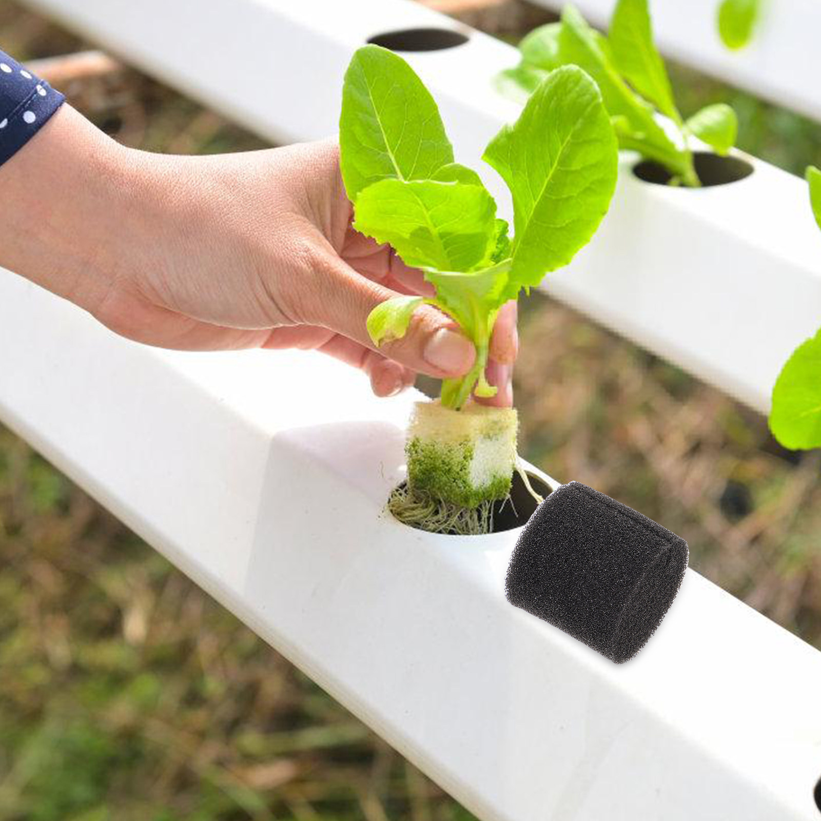 100Pcs Hydroponic Sponge Growi - đánh giá và giá Vegetable Transplanter