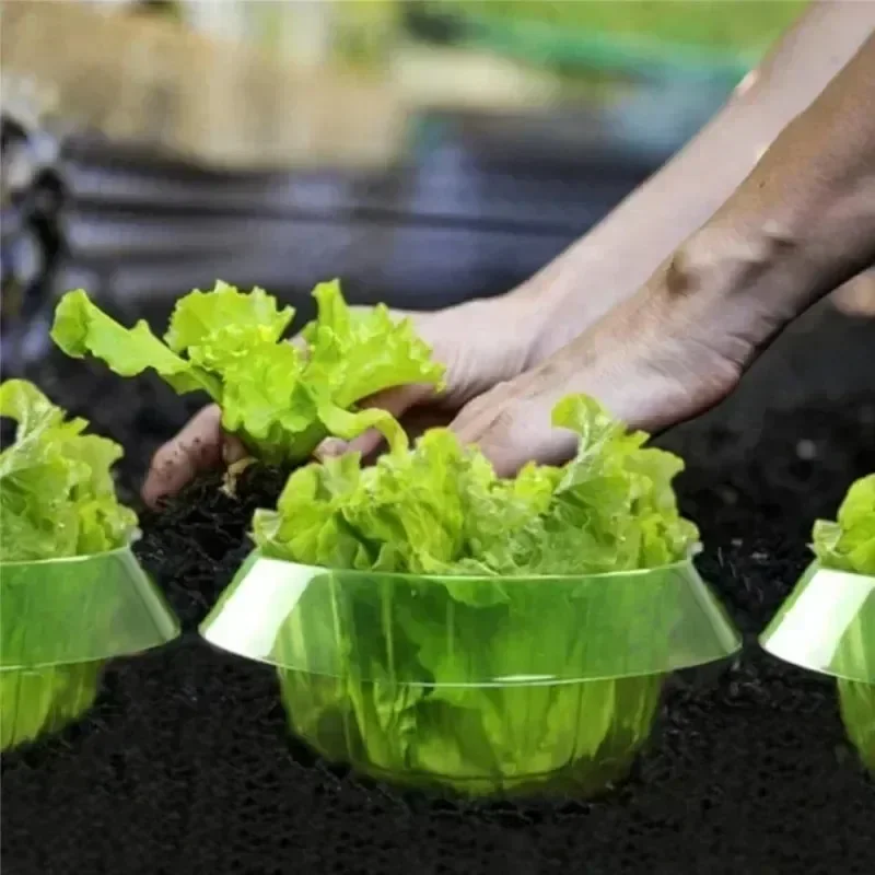 Plants Slug Protection Rings V - đánh giá và giá Vegetable Transplanter